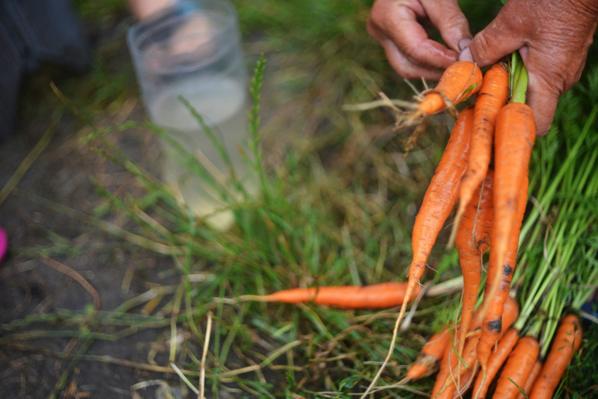 a person holding a bunch of carrots in their hands